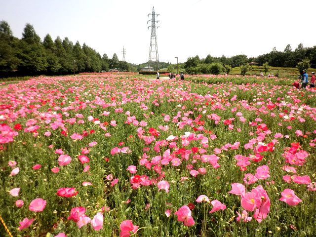 大宮花の丘農林公苑 さいたま公園ナビ 公益財団法人さいたま市公園緑地協会