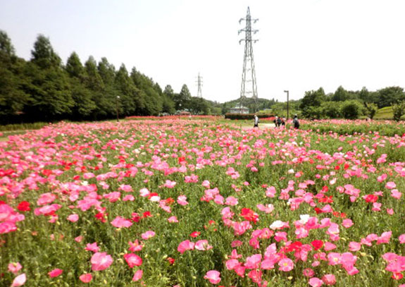 大宮花の丘農林公苑